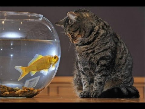 АТВ. АТБ - Футбольные кексы