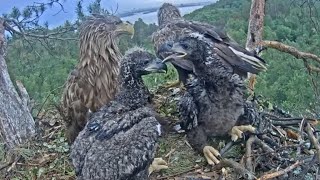 White-tailed eagles | Dad brings fish for babies | June 5, 2024