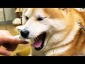餅つきの要領であくびに指を入れられる柴犬