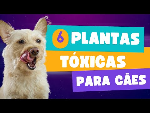 Vídeo: Quais plantas de férias são tóxicas para cães?