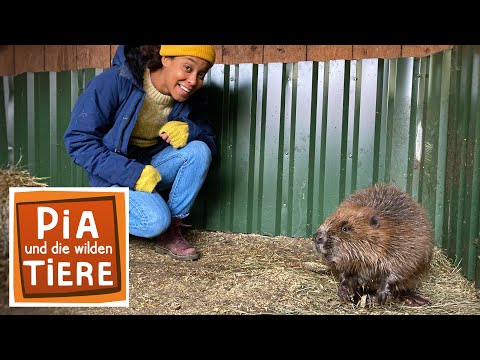 Bibbern um den Biber | Reportage für Kinder | Pia und die wilden Tiere