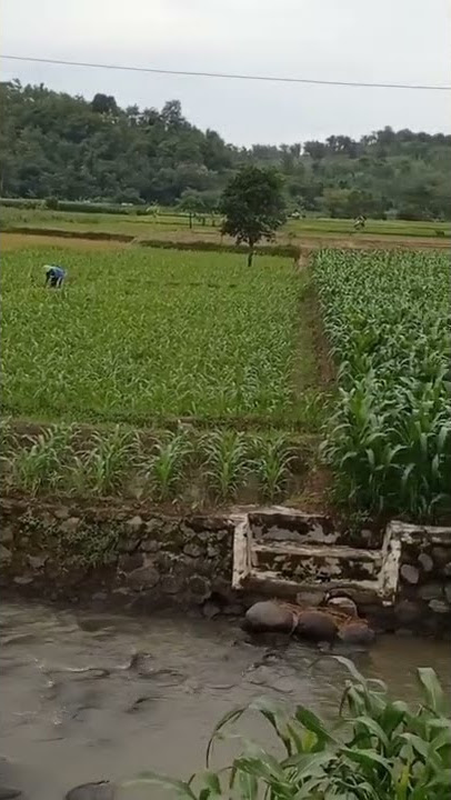 story wa pemandangan di pagi hari di desa