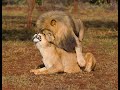 Lion and Lioness in the Zoo Are Engaged in Mating! 🦁🦁 World of nature tv 📸