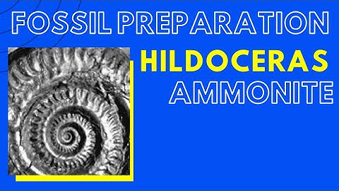 Ammonite Fossil Preparation