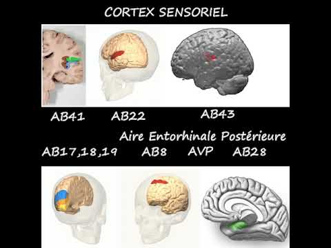 Vidéo: Une Manipulation Précoce Atténue L'amélioration Des Récepteurs Des Glucocorticoïdes Dans Le Cortex Préfrontal Dans Un Modèle Animal De Trouble De Stress Post-traumatique