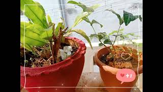 My transformed pinky terrace garden ?...Flower pots painted by me‍