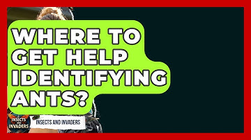 Where To Get Help Identifying Ants? - Insects and Invaders