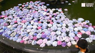 色とりどりのアジサイ　心の癒しに　久安寺