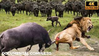 ÁFRICA SALVAJE - Adaptarse o Morir #animalessalvajes | Llamado Salvaje TV Mix