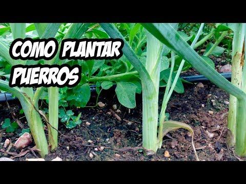 Como Plantar Puerros en el Huerto | Muy Fácil | La Huerta de Ivan