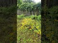 Northern Michigan August 2025 Back Yard Garden