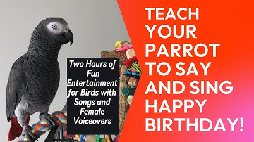 Happy Birthday Bird Training 🎶 Talking Parrots Edition | Fun Music Words 2 Hours