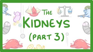 Biology - Kidney Failure (Kidneys Part 3/3) #29