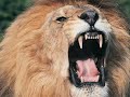 صوت الاسد للمونتاج زئير الاسد للمونتاج صوت الاسد للمونتاج زئير الاسد للمونتاج