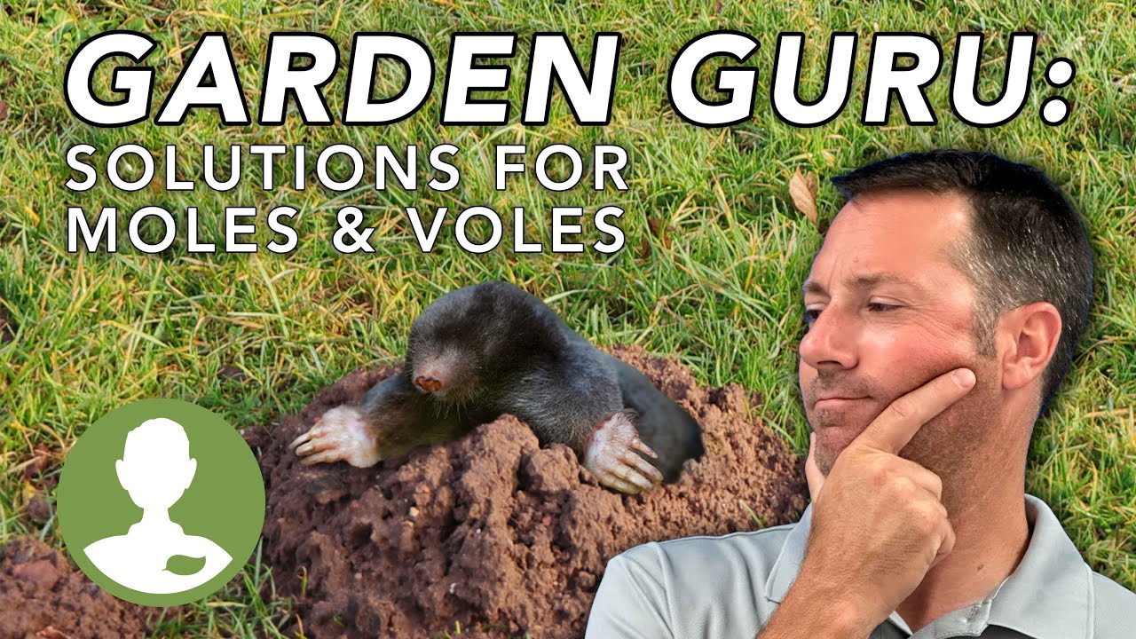 How to Get Rid of Moles & Voles | Dig In