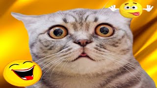 Funny Cats - Chats Drôles - Compilation De Vidéos Drôles - Essaye De Ne Pas Rire Try Not To Laugh