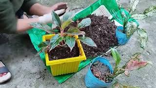 Aglonima Plant/Repotting / Indoor plant/ Soil mix for plant's