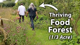 Abundant & Established Small-Scale Permaculture Food Forest