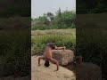 Hard training🦍 Desi Diet Kamal🥗