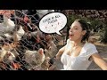 DESI FOUND HER CHICKENS IN MEXICO | THE PERKINS