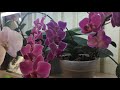 Орхидеи, домашние условия и правильный уход-залог здоровья и цветение орхидей!
