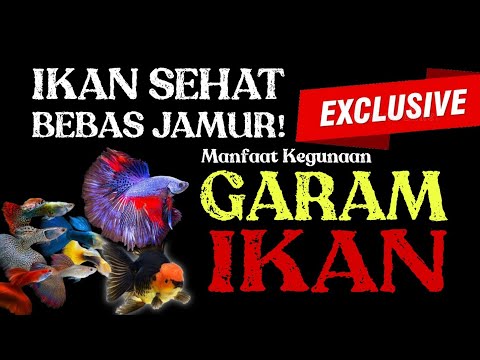 Menghilangkan Jamur Di Aquarium