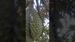 alhamdulillah siap panen durian #durian #viral #petani  musangking