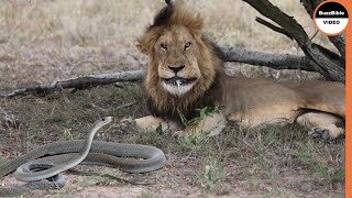 What If a Black Mamba Bites a Lion ? Resimi