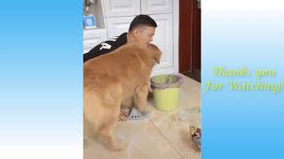 Cute Pets And Funny Animals Compilation  4   Pets Garden#cat by No Cat No life 10 views 3 years ago 4 minutes, 15 seconds