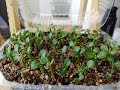 Germinacion con el método de la servilleta