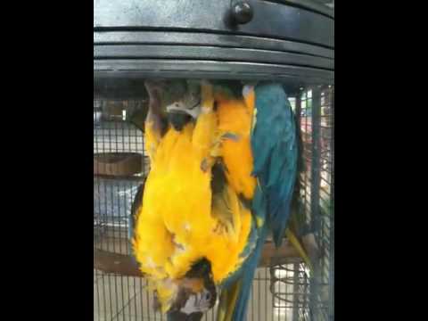 Bird Sex Porn video Bird Sex Porn - Bird Sex Porn video