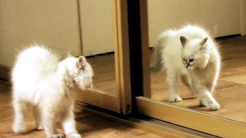 Kittens Discovering Mirrors for the First Time