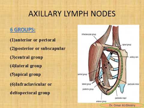 Axilla Axillary lymph nodes - YouTube