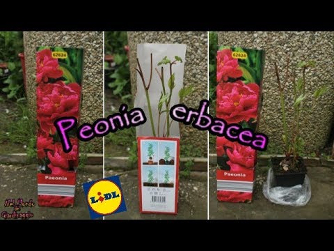 Video: Regole Per Il Trapianto Di Peonia