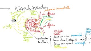 Physiologie: Niere 1 – Grundlagen, Funktionelle Anatomie, Prinzip Der Filtration