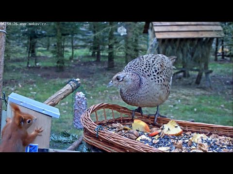 Video: Makov Piškot