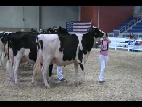 Eastern Fall National Holstein Show - Senior 2-yea...