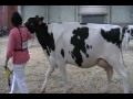 Eastern Fall National Holstein Show - Senior 2-year-olds