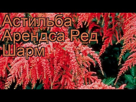 Видео: Уход за растениями Talladega – узнайте, как выращивать помидоры Talladega