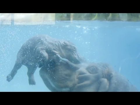 Video: Pet Scoop: Louisiana Dog krijgt tweede kans, Baby Hippo zwemt met mama