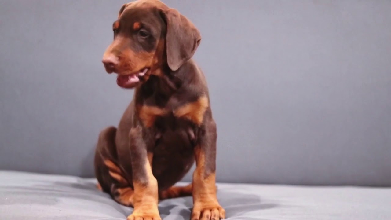 red european doberman