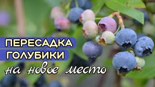 Пересадка / Посадка  ГОЛУБИКИ легко и просто. ПЕРЕСАЖИВАЕМ голубику на новое место.