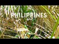 Vlog  philippines  bohol  les tarsiers coup de gueule et recherche de maison  vost