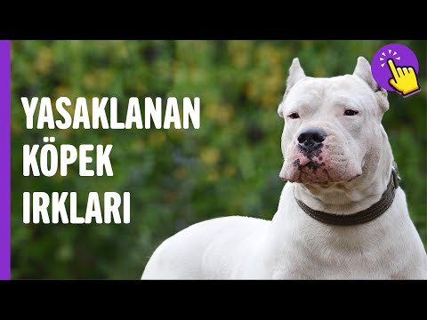 İşte yasaklanan 10 köpek ırkı! | Hayvanlar Alemi | Aklında olsun