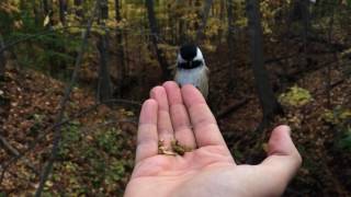 Hand Feeding Wild Birds by AmaNature Video 554 views 7 years ago 59 seconds