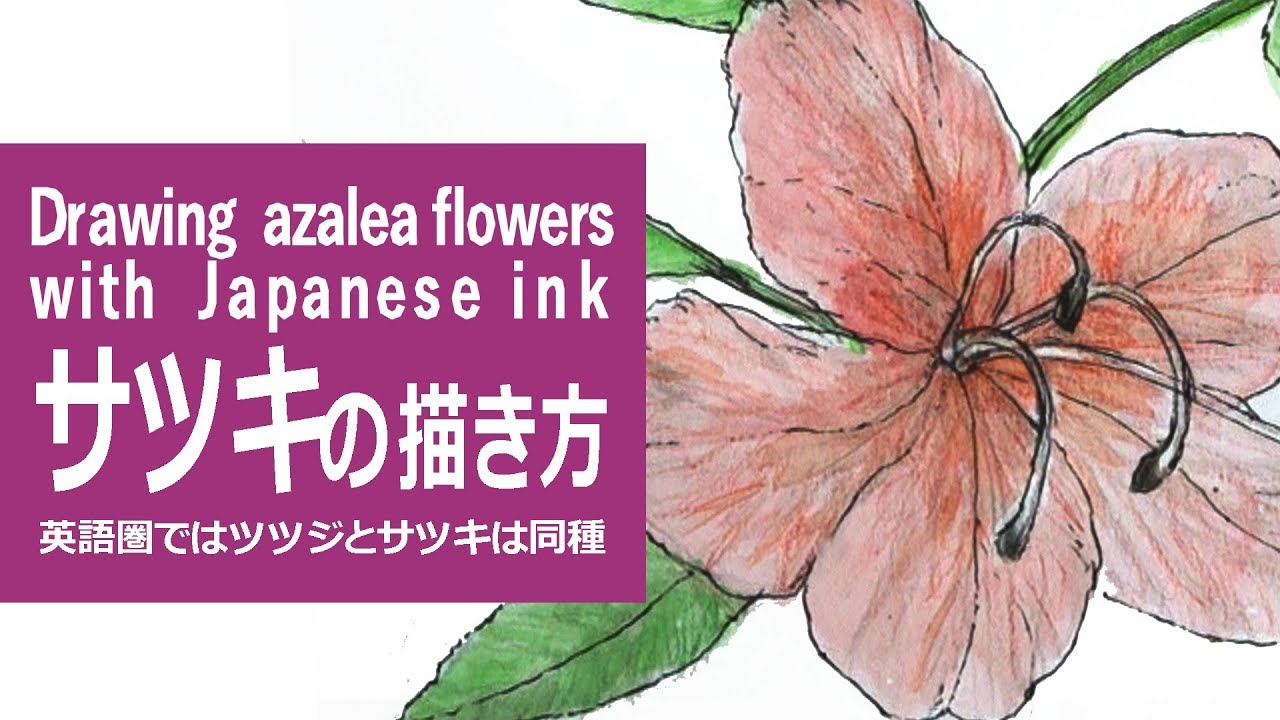 鉛筆と水彩絵の具とパステルのイラスト 描き方 制作過程 サツキツツジ How To Draw A Azalea Flowers Youtube