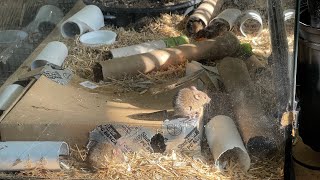 Swayze’s mouse Family. No abuse ever. Got that. Its survival of the fittest.