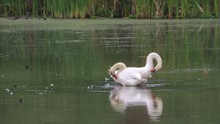 them swans is pickin out their durn feathers