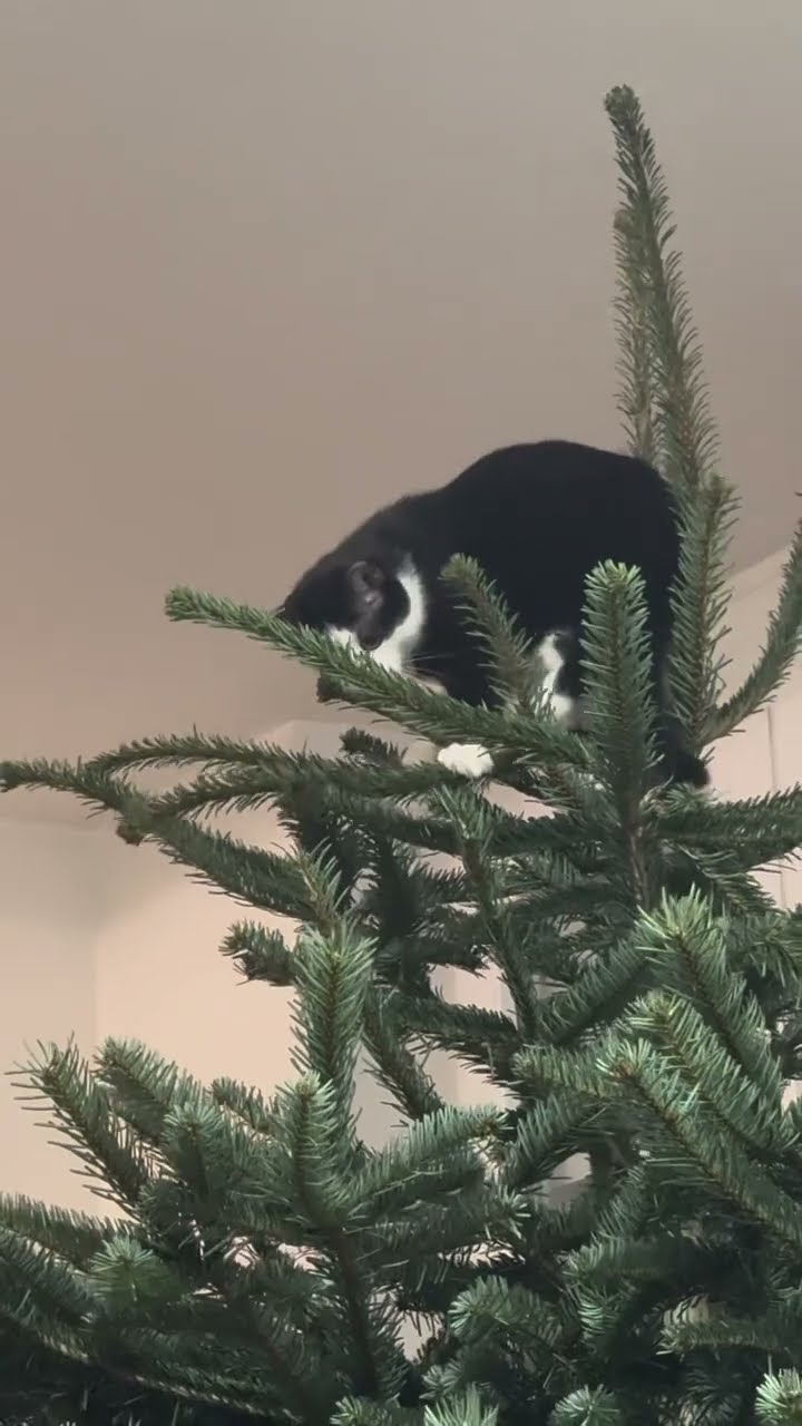 Funny kitten ? ? ? ? ? ? ?