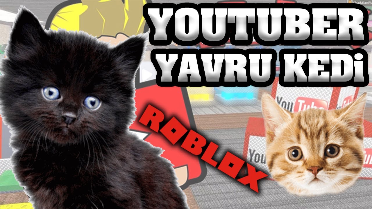 Yavru Kedi Cok Korktu Youtube